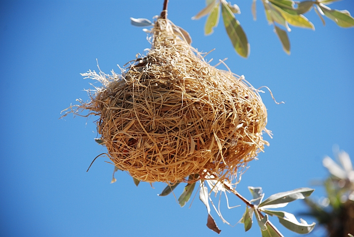 Kunstvoll gewobenes Webervogel-Nest