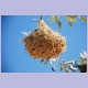 Kunstvoll gewobenes Webervogel-Nest