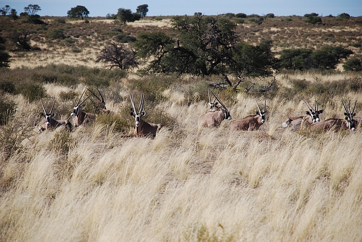 Ruhende Oryx im Nossob Tal im Kgalagadi Nationalpark