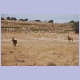 Hartebeest (Kuhantilopen) im Nossob Tal im Kgalagadi Nationalpark