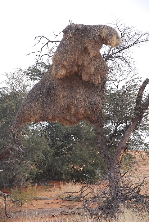 Nest der Sociable Weaver (Siedelweber)