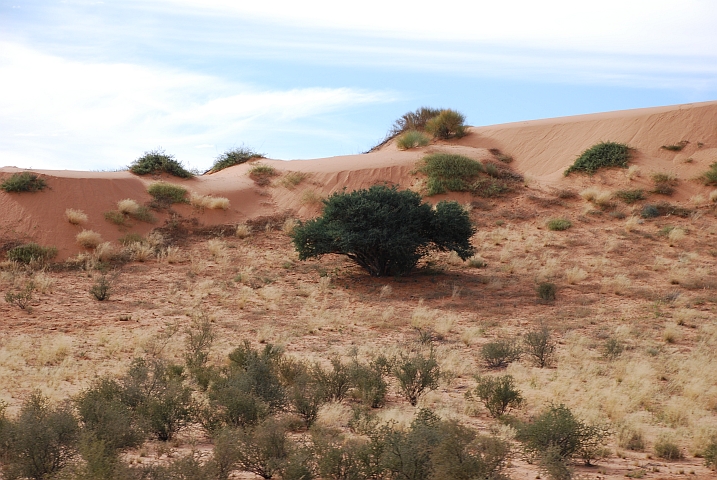 Dünen aus rotem Kalahari-Sand