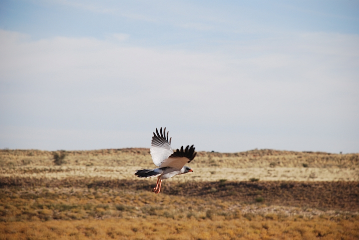 Pale Chanting Goshawk (Grosser Singhabicht)