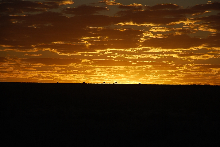 Springböcke kurz vor Sonnenaufgang im Nossob Tal bei Twee Rivieren im Kgalagadi Nationalpark