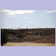 Springbock-Herde unterwegs am Rand des Auob Tales im Kgalagadi Nationalpark