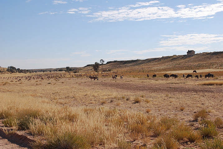 Viel Wild am Auchterlonie Wasserloch am Auob im Kgalagadi Nationalpark