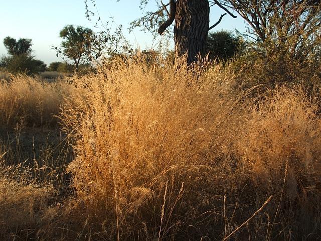Goldenes Gras in der Kalahari
