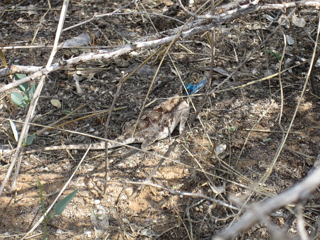 Echse mit blauem Kopf im Unterholz