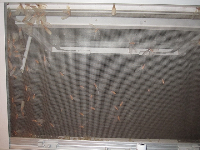 Fliegende Termiten an unserem Moskitogitter