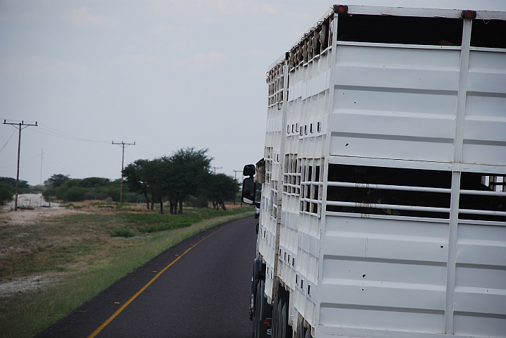 Rind im Viehtransporter lässt sich den Fahrtwind um die Nase wehen