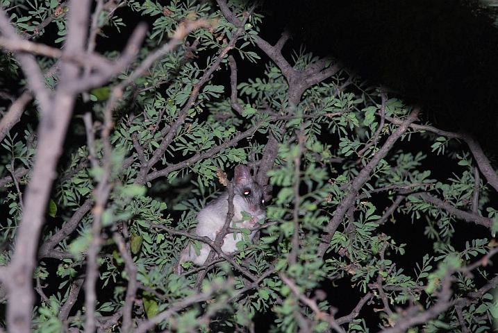 Abendlicher Maus-Besuch in einem Baum neben Obelix