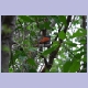 Africa Paradise-Flycatcher (Graubrust-Paradiesschnäpper)