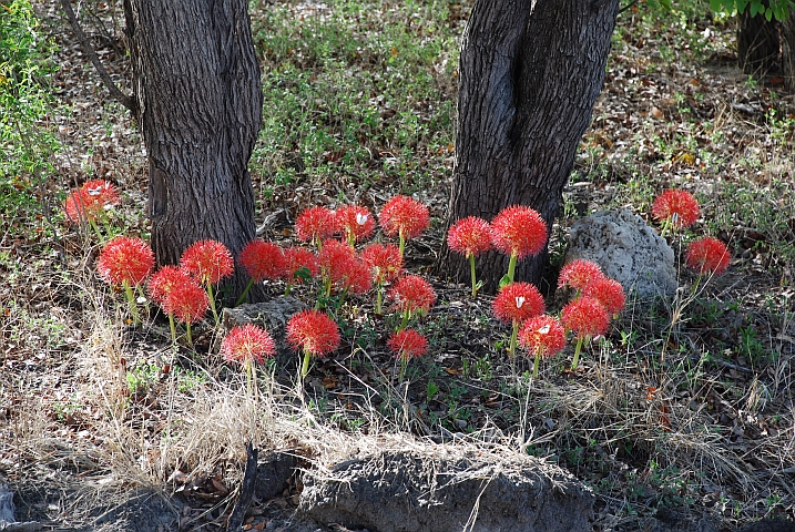 Blutlilien, die zu Beginn der Regenzeit blühen