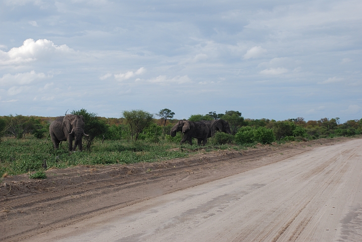 Drei Elefantenbullen am Pistenrand kurz vor Mababe