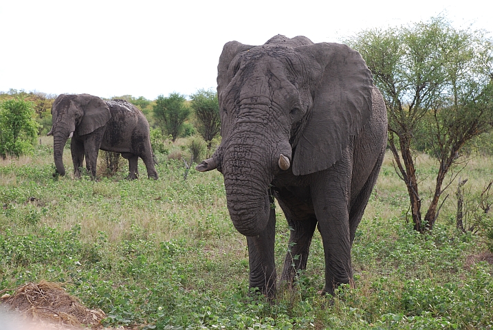 Elefantenbullen am Pistenrand auf dem Weg in den Chobe Nationalpark