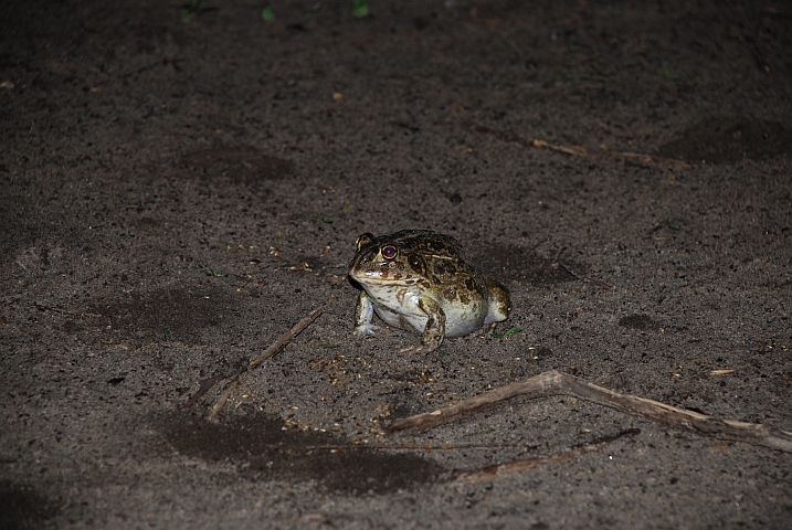 Ochsenfrosch, hier Bullfrog genannt