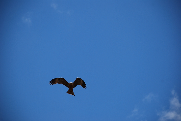 Black Kite (Schwarzmilan)