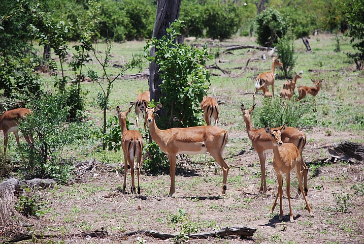 Impalas mit Jungen im südlichen Spickel des Chobe Nationalparks