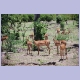 Impalas mit Jungen im südlichen Spickel des Chobe Nationalparks
