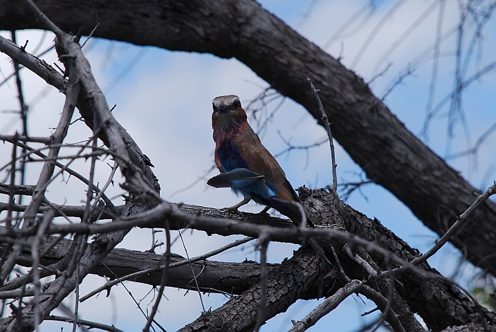 Lilac-breasted Roller (Gabelracke)