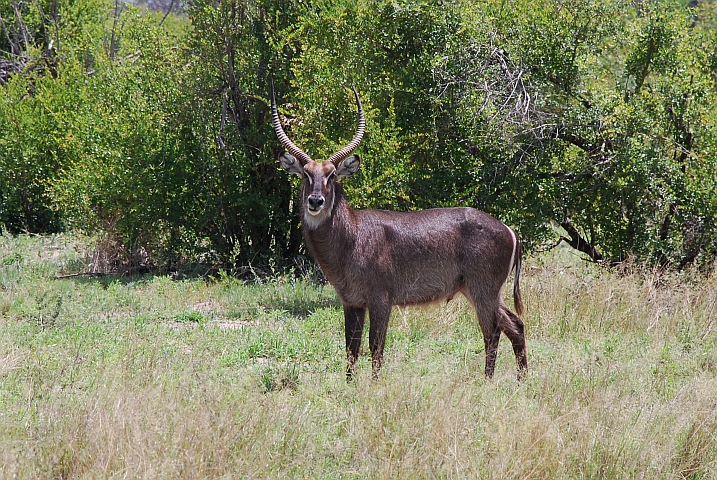 Waterbuck