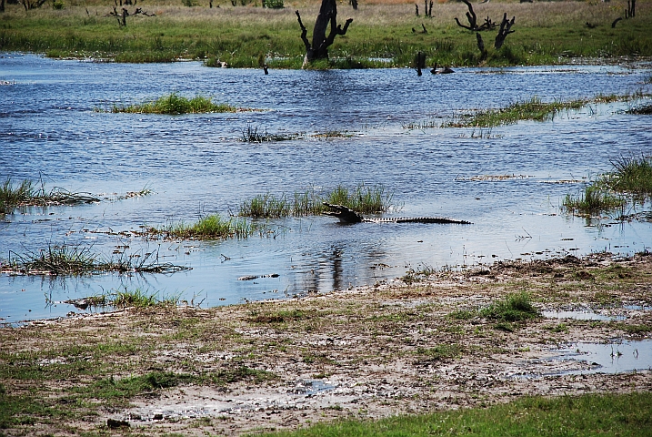 Krokodil im Khwai River