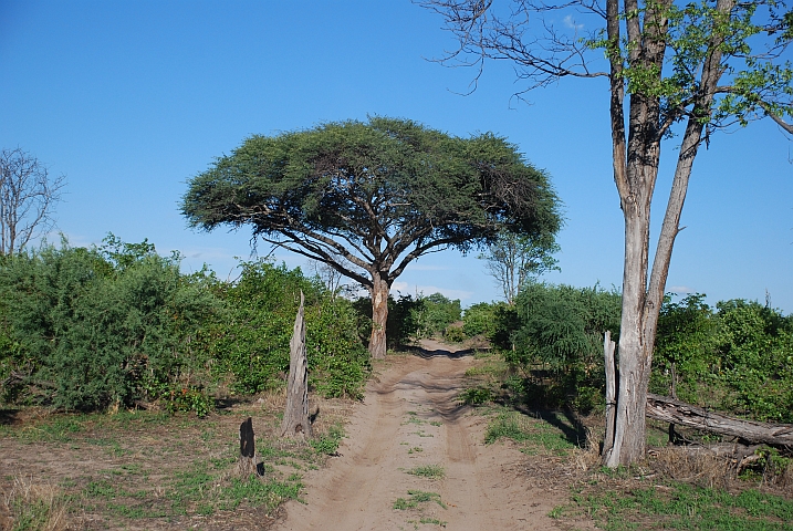 Sandpiste zwischen Moremi und Chobe