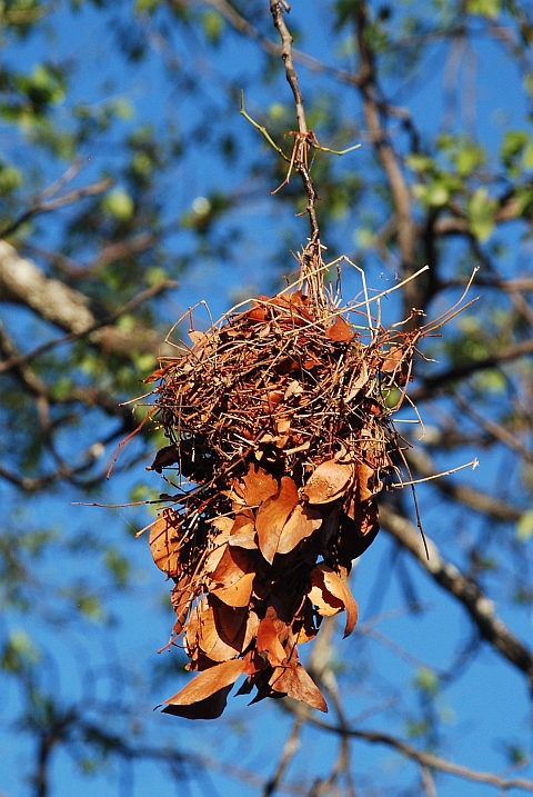 Vogelnest aus Zweigen und Blättern