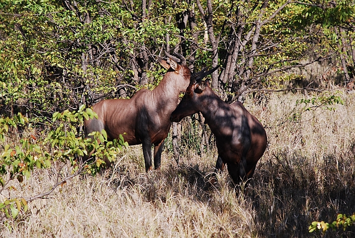 Zwei Tsessebes im Chobe Nationalpark