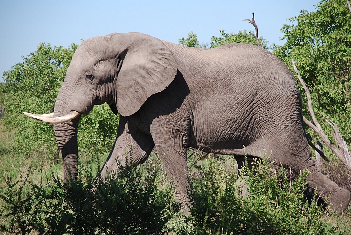 Der Elefant ist zügig unterwegs...