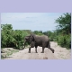 Ein Elefant quert die Piste im Norden der Savuti Sektion des Chobe Nationalparks