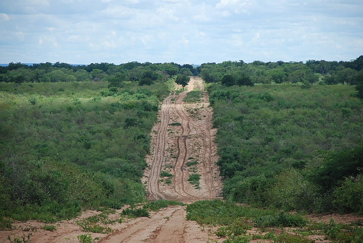 Wer die Wahl hat, hat die Qual. Die Piste(n) nach Kachikau im Chobe Forest Reserve