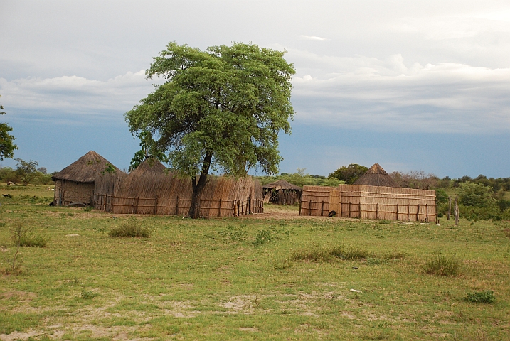 Gehöft mit manikürtem Schilfzaun bei Sekondomboro am Okavango 