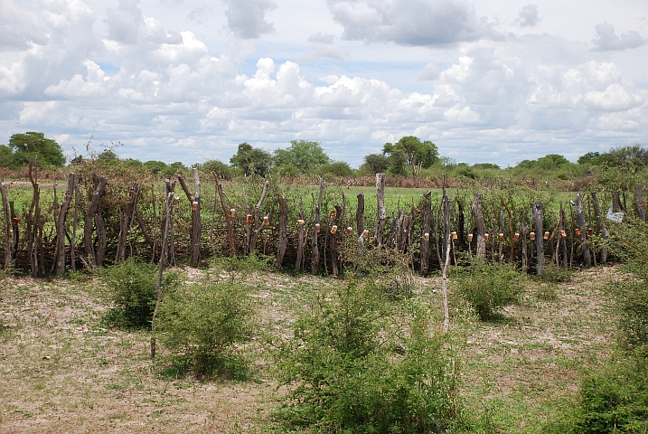 Dieser Zaun mit vorgehängten Dosen soll den Acker wohl vor Elefanten schützen