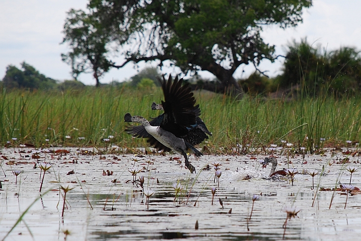 Knob-billed Duck (Glanzenten) fliegen ab