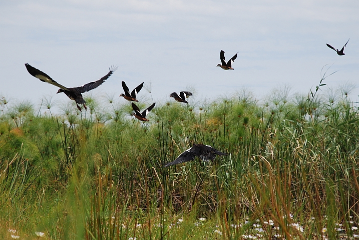 Die grössten und die kleinsten Gänse in Afrika: Spur-winged Geese (Sporngänse) und die African Pygmy-geese (Afrikanische Zwergenten)