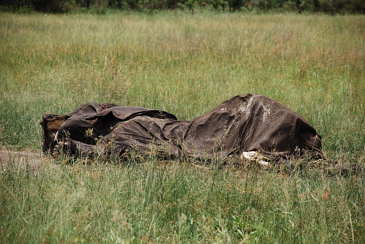 Auch von einem verstorbenen Elefanten bleiben nach drei Monaten nur Haut und Knochen übrig