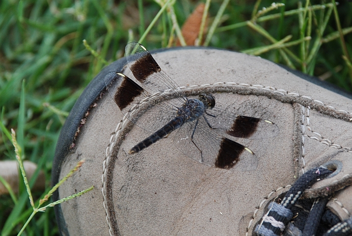 Diese filigranen Libellen trifft man überall im feuchten Norden von Botswana an