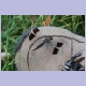 Diese filigranen Libellen trifft man überall im feuchten Norden von Botswana an