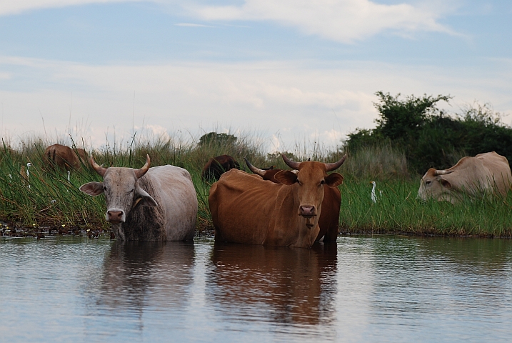 Viehwirtschaft am Rande des Okavango-Deltas