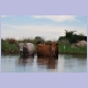 Viehwirtschaft am Rande des Okavango-Deltas