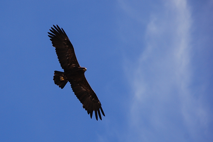 Tawny Eagle (Raubadler), ohne Gewähr