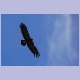 Tawny Eagle (Raubadler), ohne Gewähr