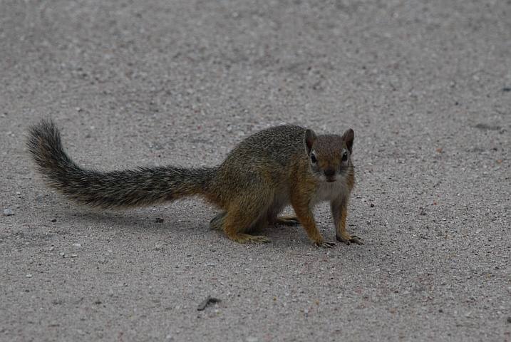 Tree Squirrel (Buschhörnchen)