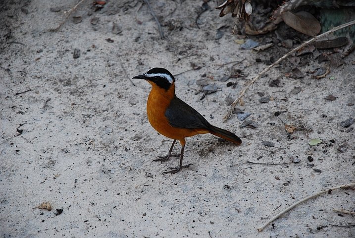 White-browed Robin-Chat (Weissbrauenrötel)