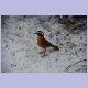 White-browed Robin-Chat (Weissbrauenrötel)