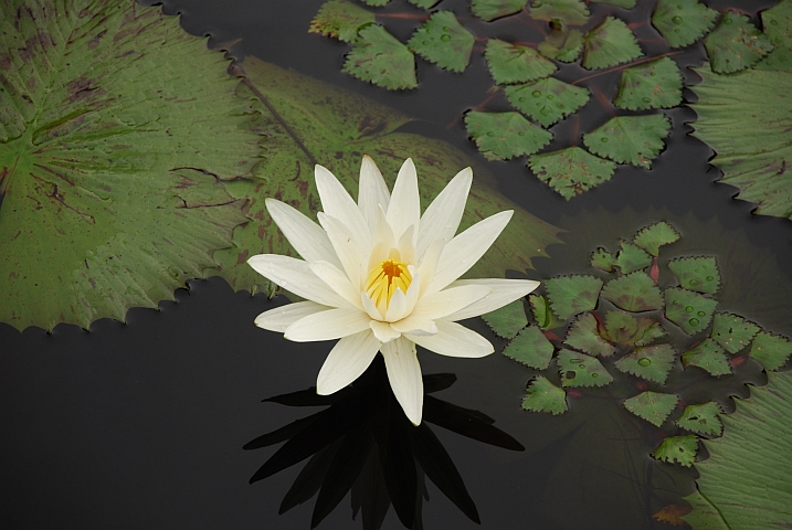 Wasserrose des Okavango-Deltas