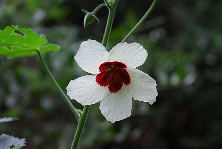 Unbekannte Blume