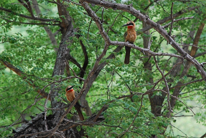 White-fronted Bee-eater (Weissstirnspint)