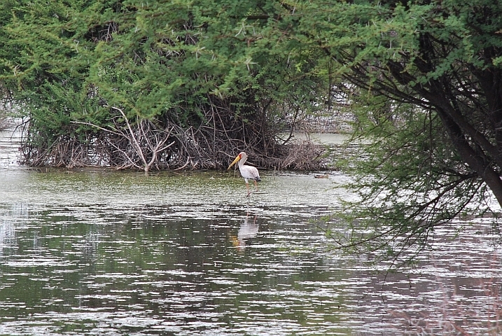 Yellow-billed Stork (Nimmersatt)